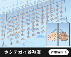 ホタテガイ養殖業