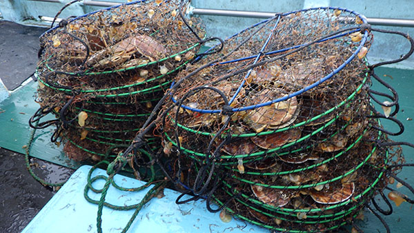 ホタテガイ養殖業