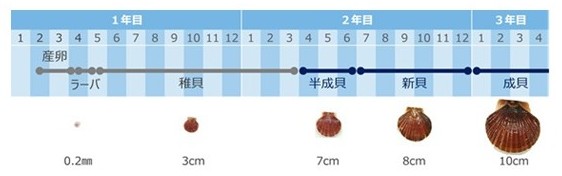 ホタテの成長段階と呼び方
